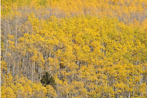 A lone pine is surrounded by an aspen stand on a hillside above Kenosha Pass