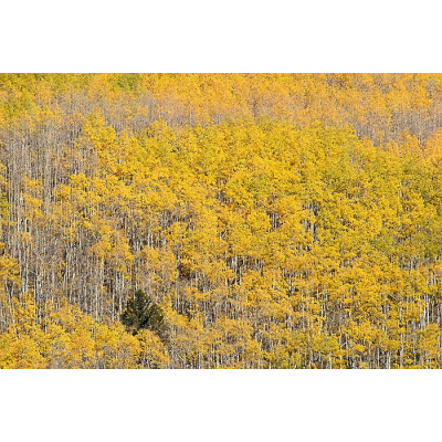 A lone pine is surrounded by an aspen stand on a hillside above Kenosha Pass