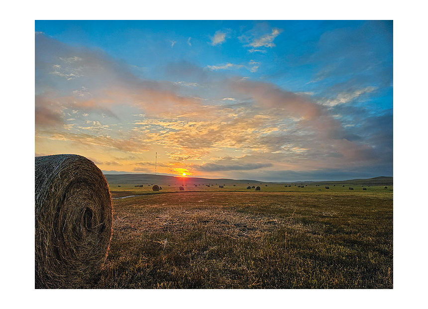 Sweet Prairie Hay