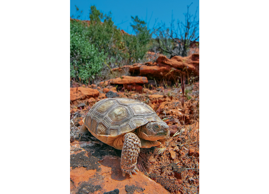 The Tough, Tame  Desert Tortoise