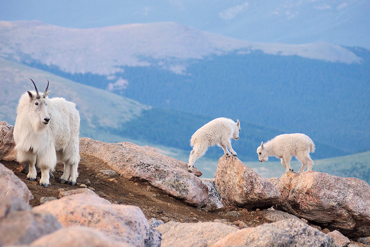Mount Evans Family Outing