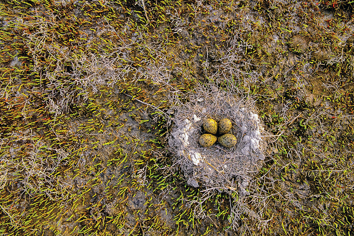 American avocet nest, photo by Gary Crandall