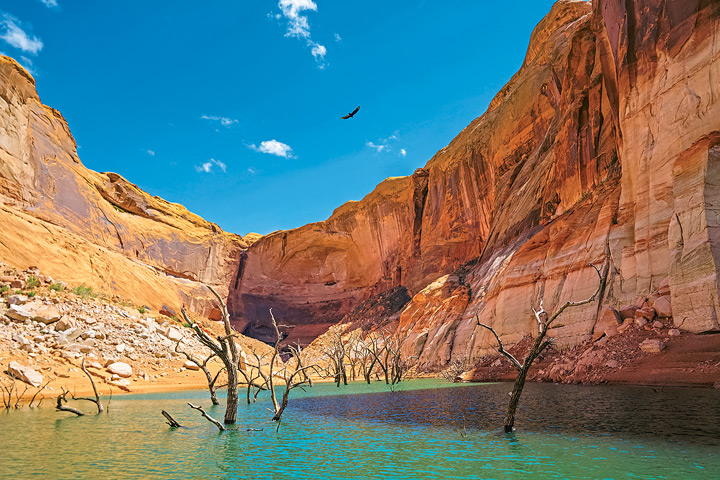 In some places, the tops of trees submerged when the lake was created still poke from the water.